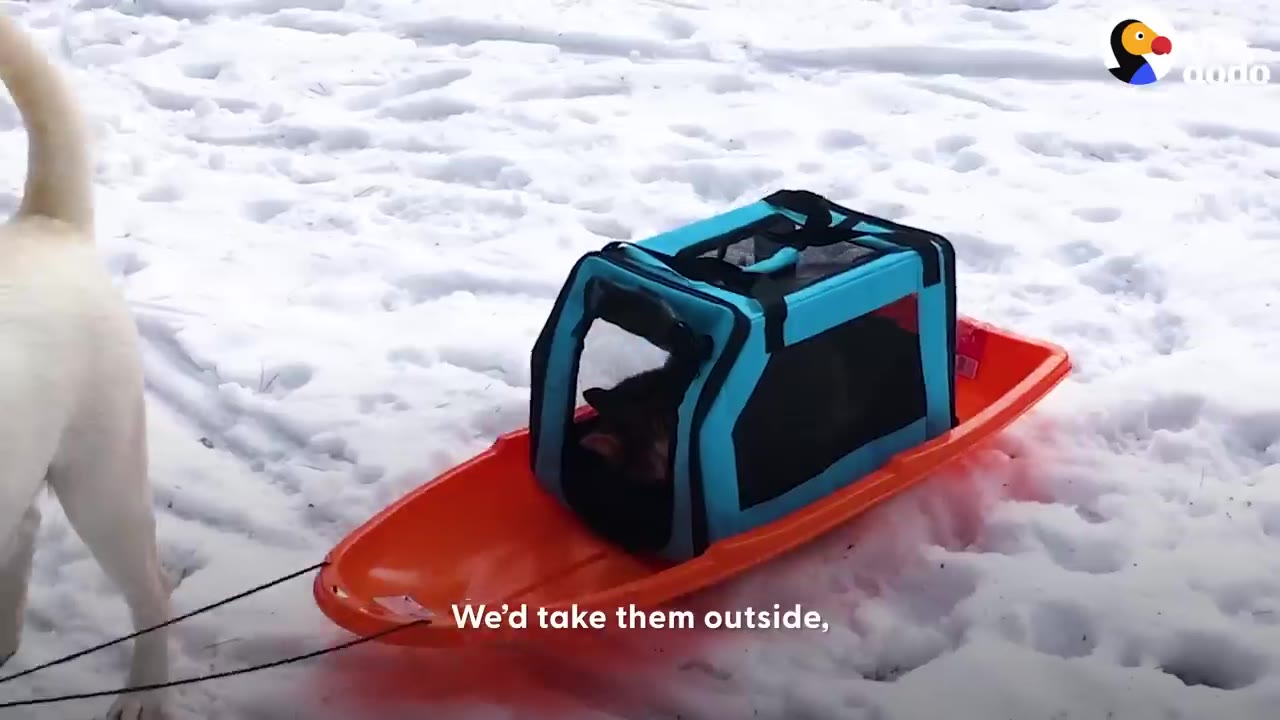 An orange sled sitting on snow holds a blue pet carrier containing a cat, while a white dog stands nearby.