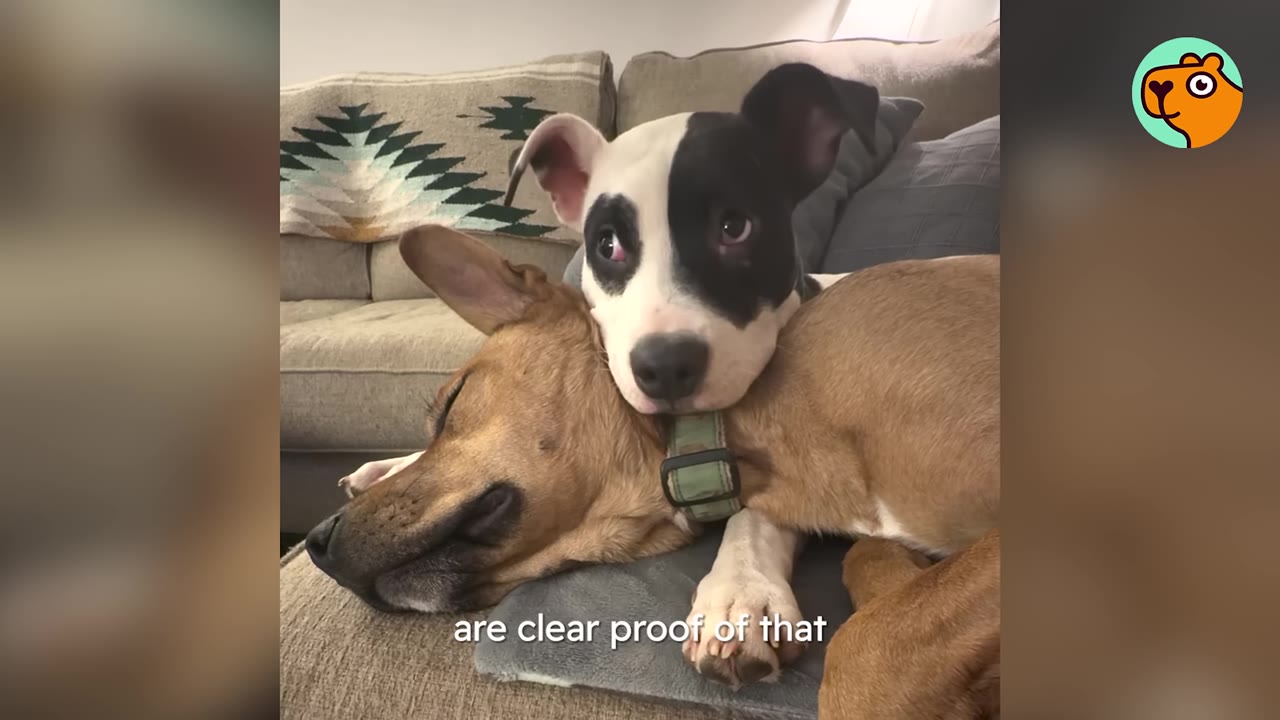 A black-and-white dog rests its chin on top of a tan dog lying down on a gray couch.