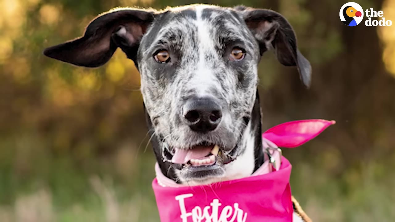 A close-up portrait of a black and white merle Great Dane wearing a bright pink bandana that says 'Foster'.