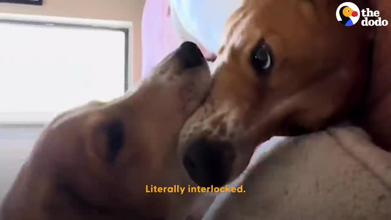 A close-up shot of two dogs nuzzling each other playfully on a bed.