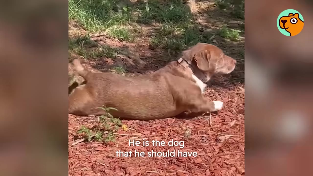 A small brown and white dog stretches out comfortably on wood mulch in a sunny yard.