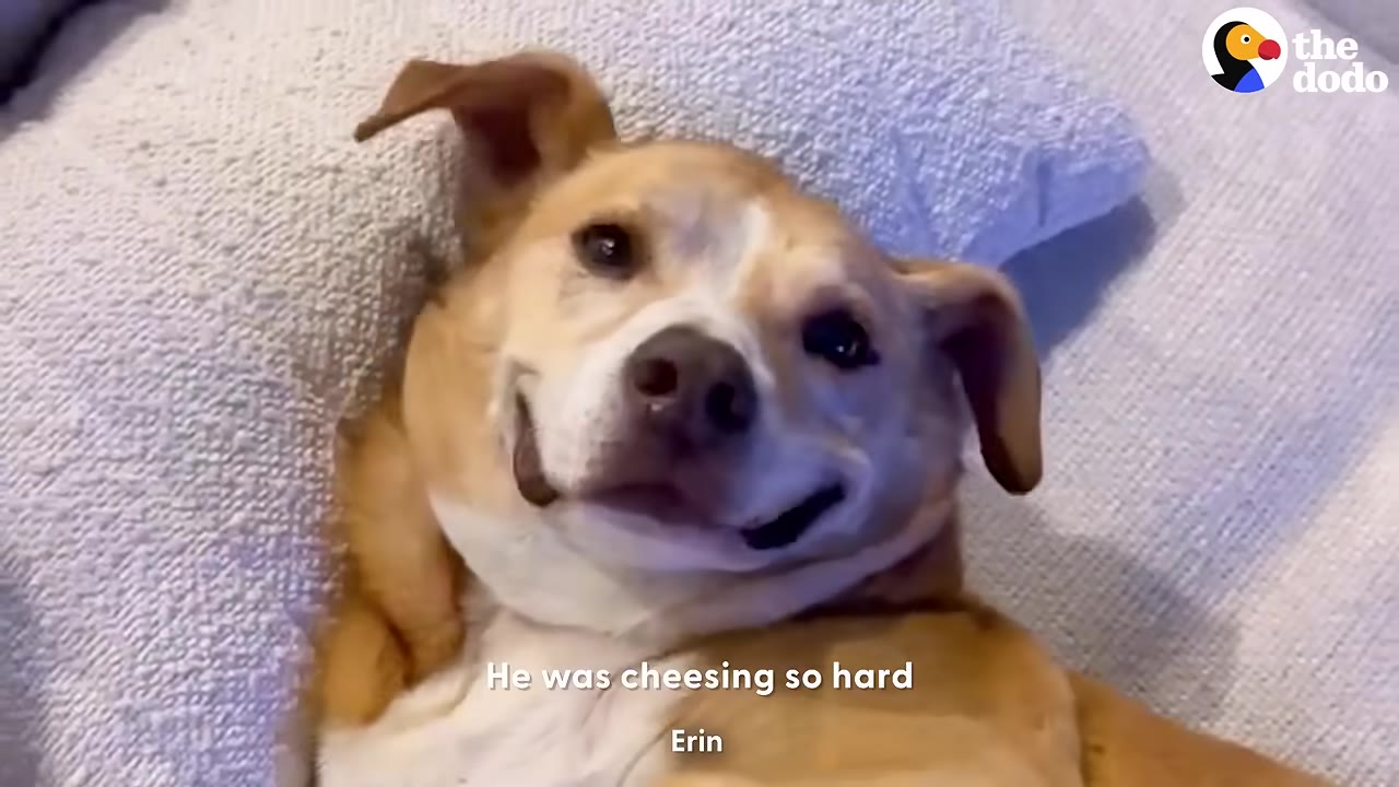 A tan and white dog lying on its back on a light-colored couch, looking directly at the camera with a wide, happy smile.