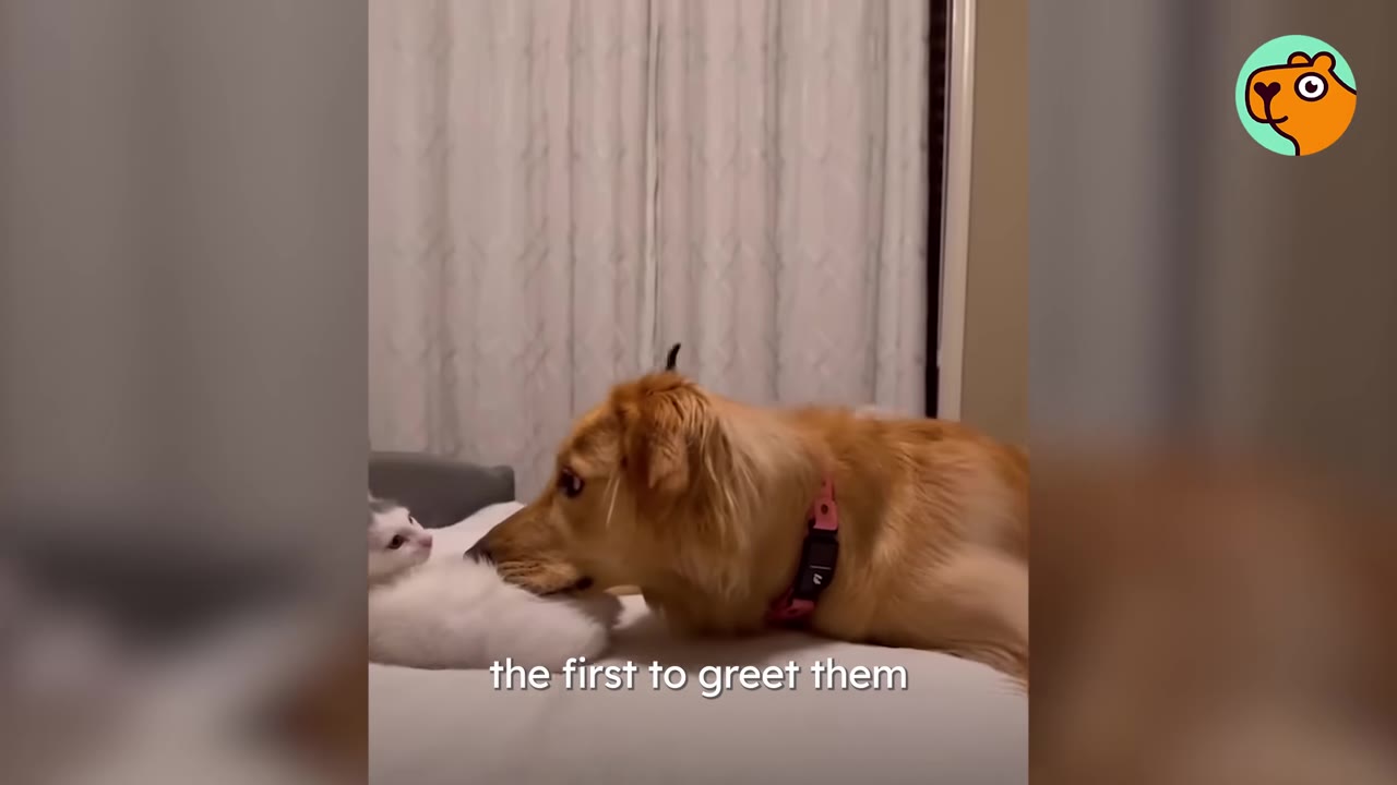 A golden dog lying on a bed gently places her nose near a small white kitten.