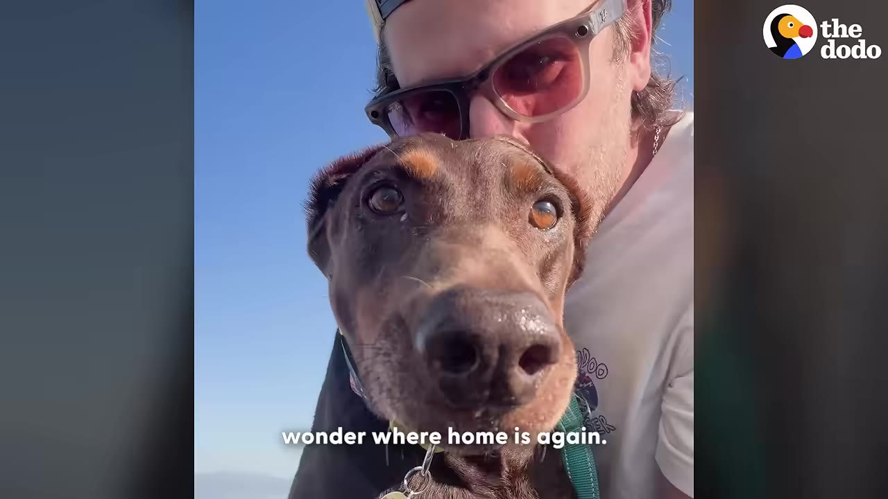 A close-up shot of Jenny, a brown Doberman, looking directly at the camera while a man wearing sunglasses and a cap leans in close behind her against a clear blue sky.