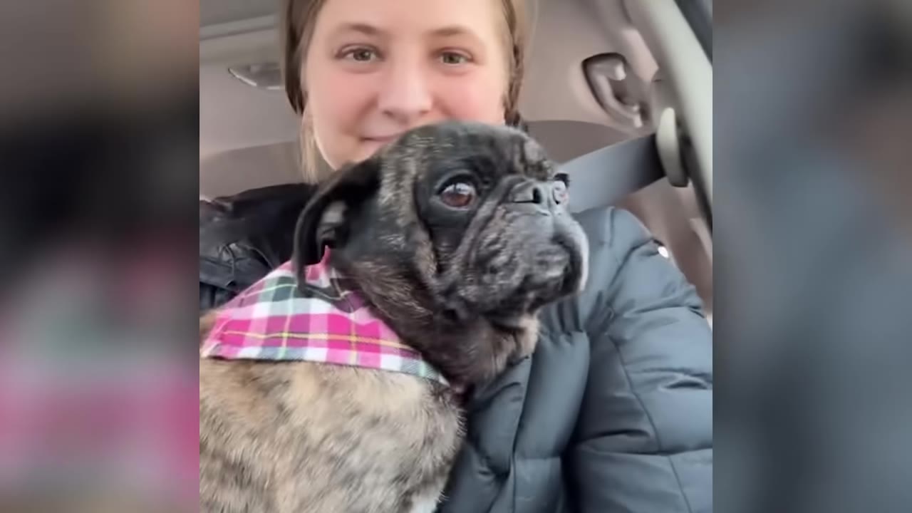 A woman holding a small brindle dog wearing a pink plaid bandana inside a car.