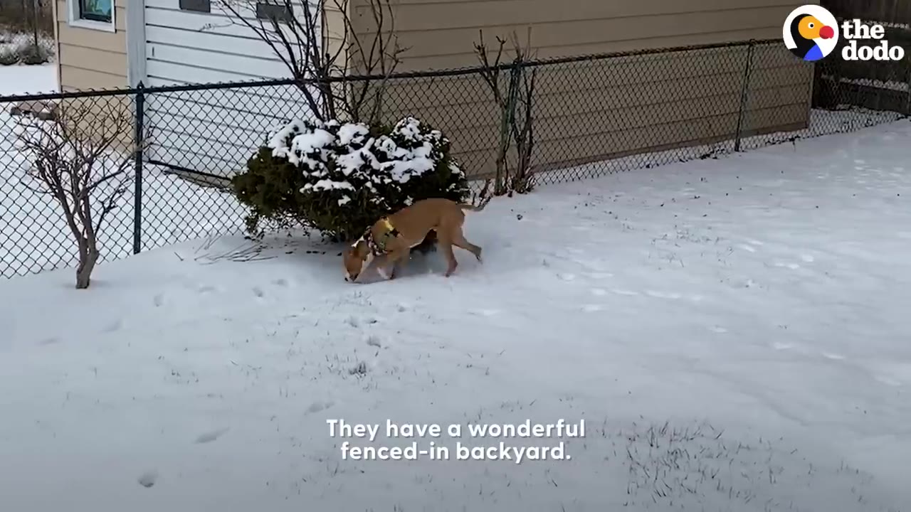 A light brown dog wearing a harness explores a snow-covered backyard next to a chain-link fence and a snow-dusted bush.