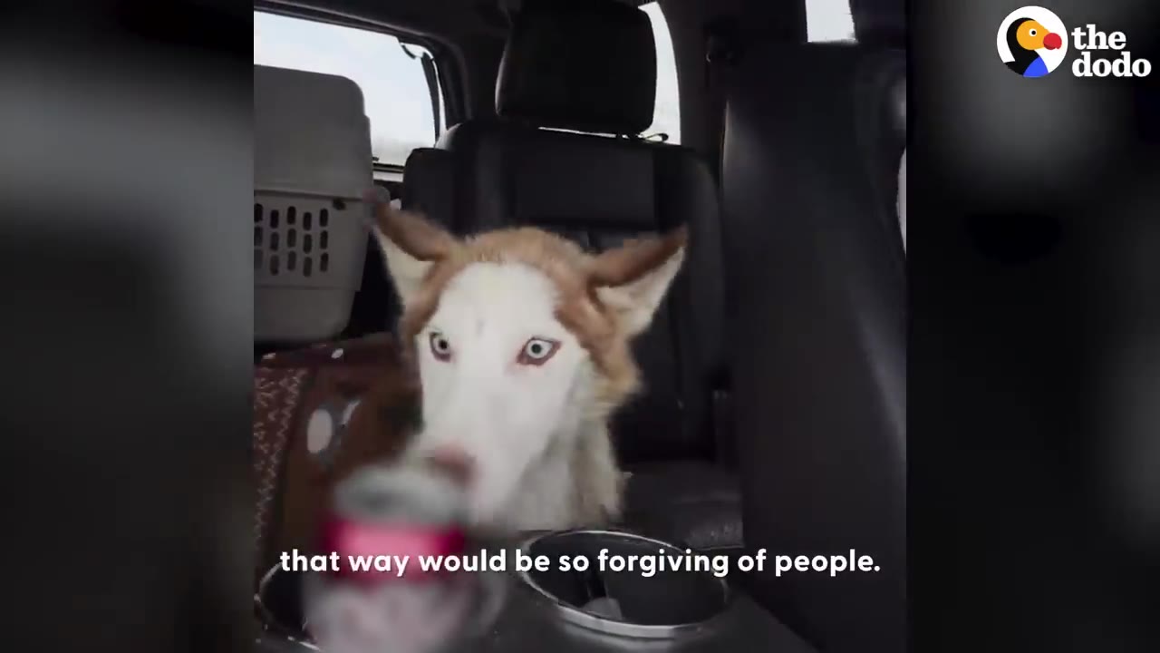A light brown and white husky with bright blue eyes sits in the back seat of a car, looking forward.