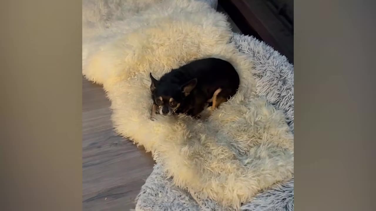 A small black and tan Chihuahua lying on a fluffy white rug indoors.