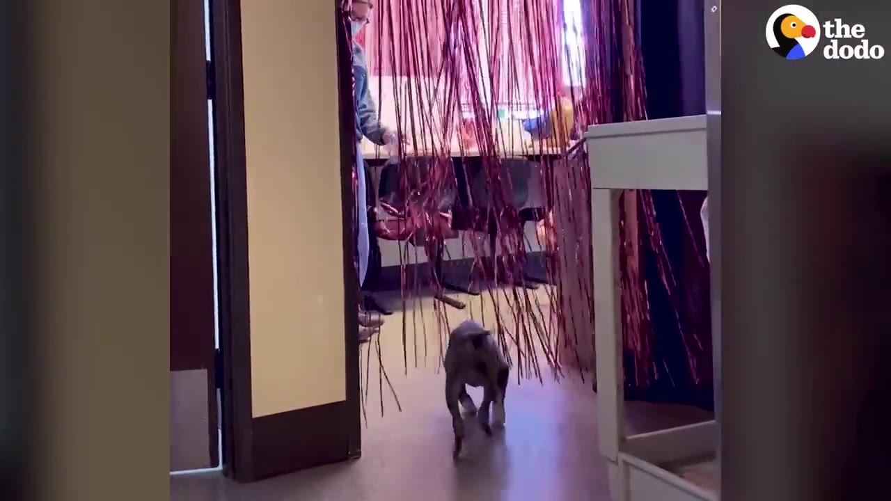 A small puppy walking through pink metallic tinsel fringe hanging in a doorway.