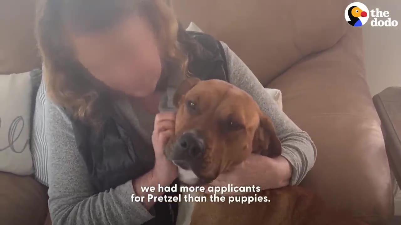 A person sitting on a couch tenderly petting a brown dog resting in their lap.