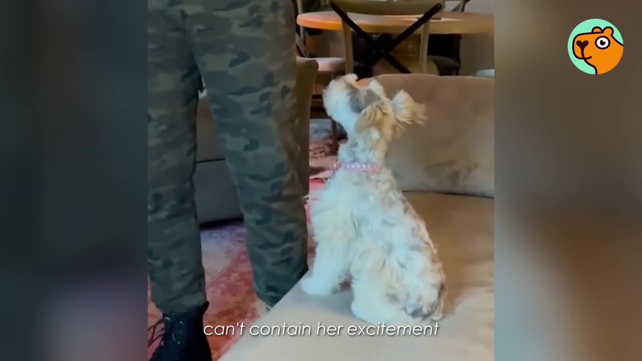 A small white and grey dog sitting on a couch looking up at a person standing next to it.