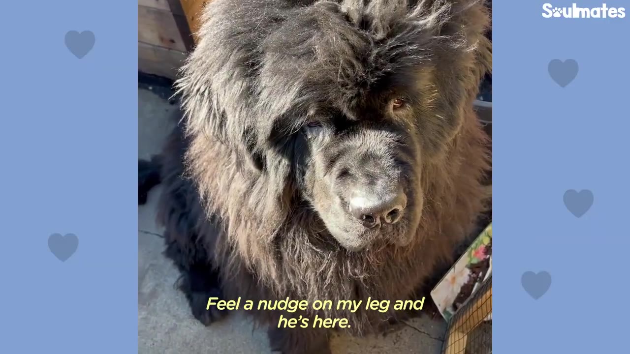 A close-up portrait of a large, fluffy black Newfoundland dog looking directly forward.