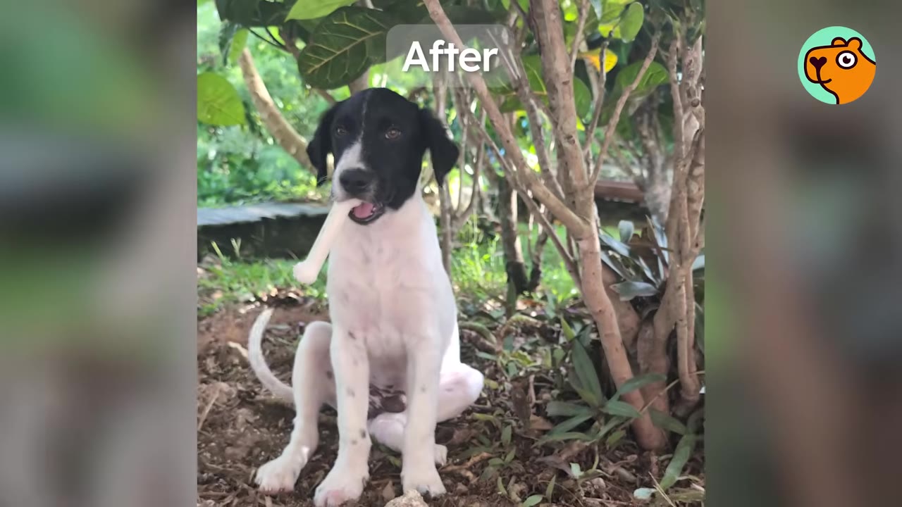 A healthy black and white puppy sitting outside under leafy trees with a bone in its mouth.