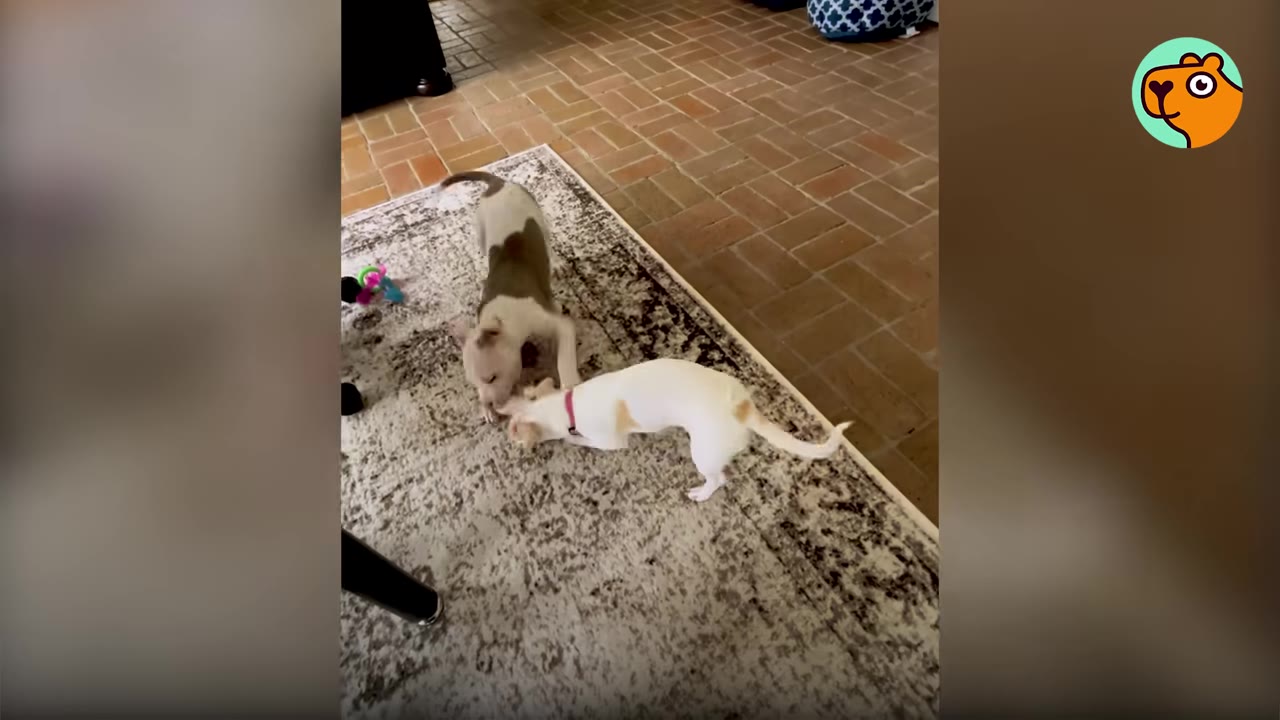 Two small dogs playing together on a patterned rug indoors.