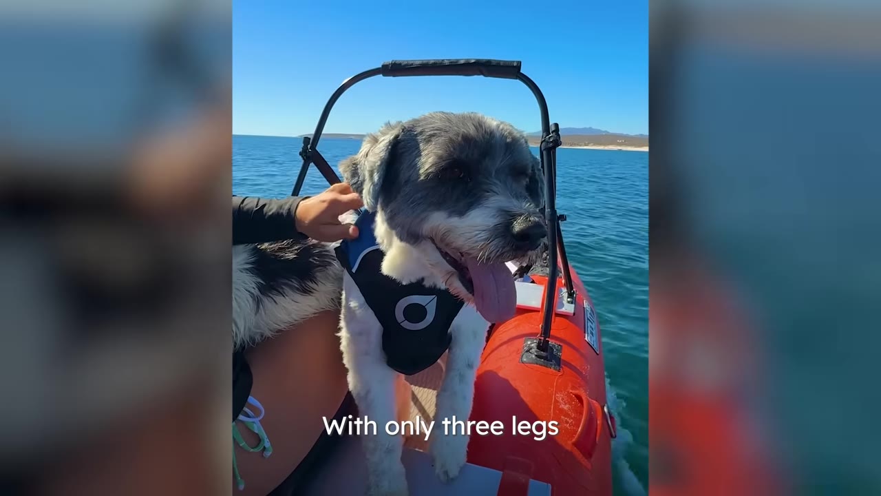 A gray and white dog wearing a life vest standing aboard a red boat on open water while a person pets its back.