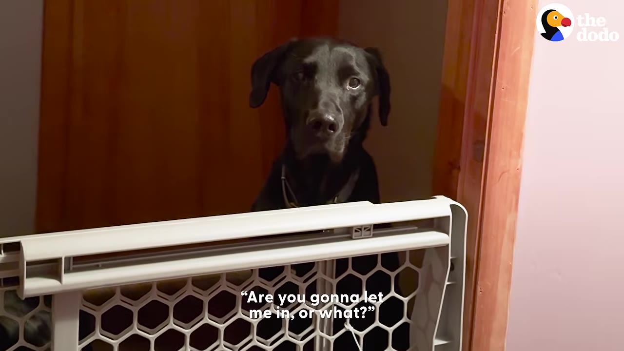 A black dog stands behind a white pet gate, looking forward with wide eyes.
