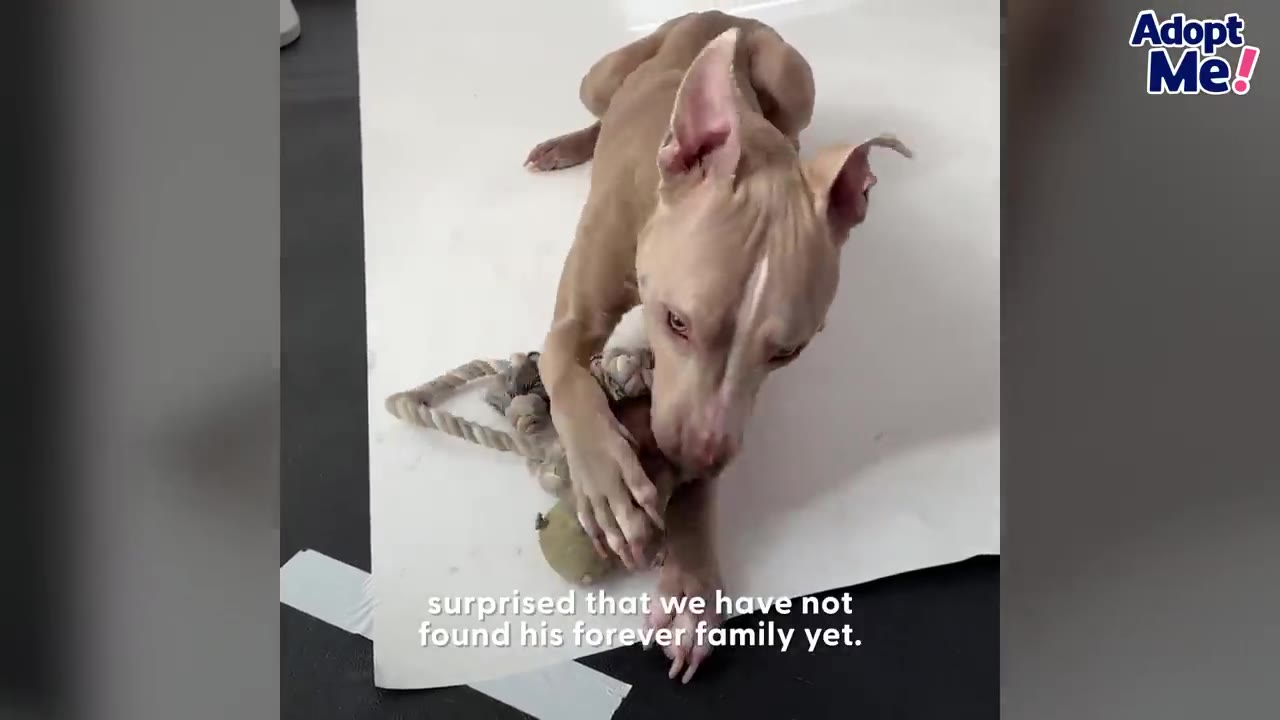 A light brown dog with large ears lies on a white surface, playfully chewing on a rope toy.