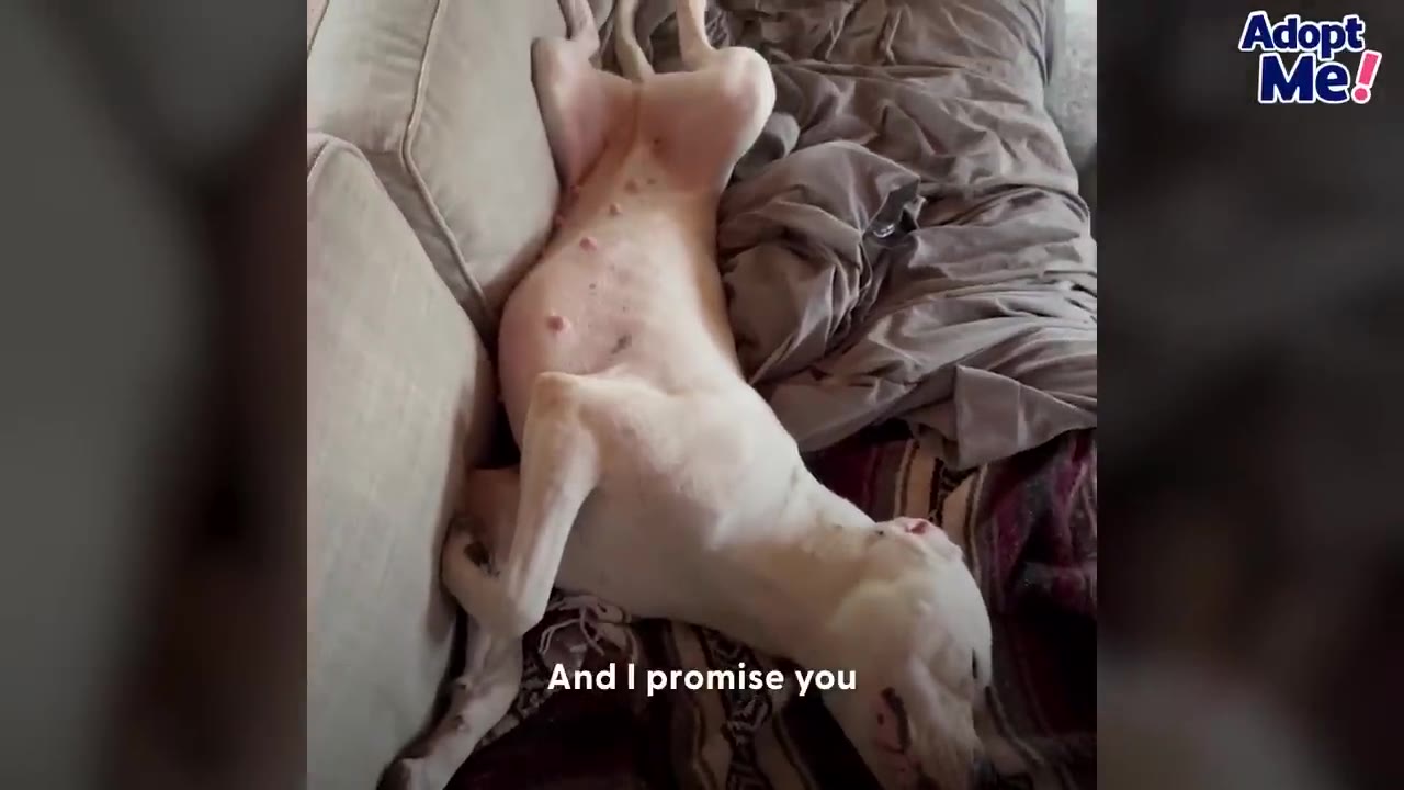 A white dog lying on its back on a couch with its paws up, next to a blanket.