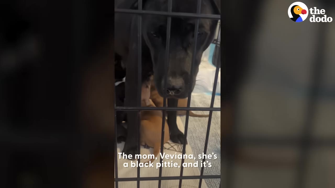 A black pit bull named Viviana stands inside a wire crate, looking forward, with small puppies visible behind her.