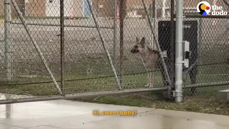 Michigan Dog Kept Running From Everyone At The Water Facility Until One Daily Routine Began Changing Things