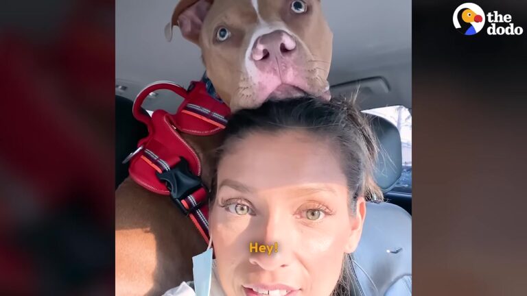 Enormously Pregnant Dog Arrives At North Carolina Doorstep, Then Her 2 A.M. Delivery Takes An Unexpected Turn
