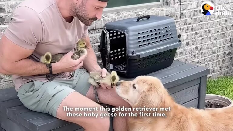 Baby Geese Are Left Alone At The Water’s Edge, But One Georgia Dog Seems To Know Exactly What To Do