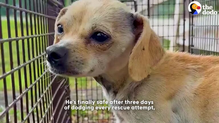 Georgia Dog Survives Beside A Busy Road For Days, But One Scent Finally Makes Him Stop Running