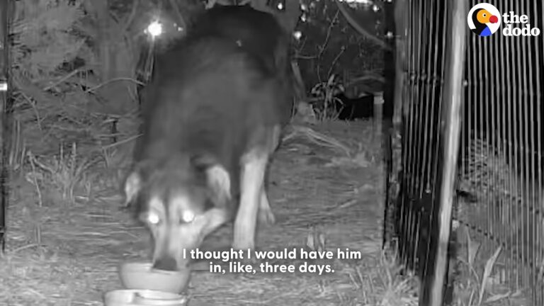Terrified Alabama Stray Kept Outsmarting An Experienced Rescuer Who Thought She Would Need 3 Days