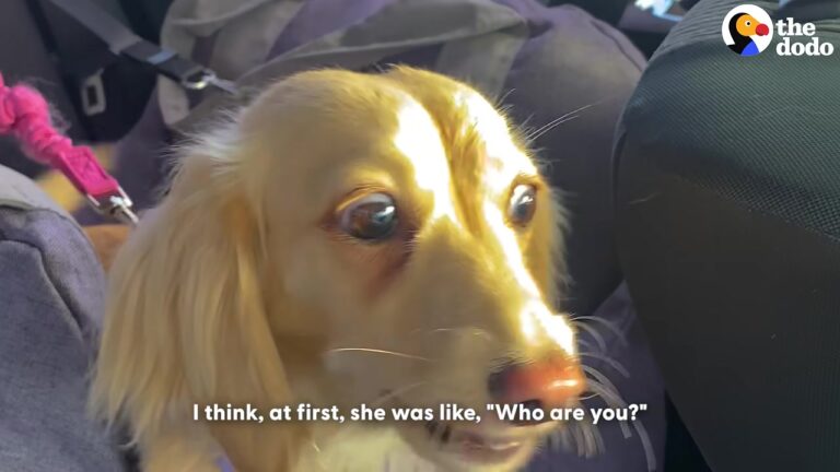 Missouri Dog Sees Mom’s Boyfriend As An Intruder, Then His Quiet Daily Effort Begins To Pay Off