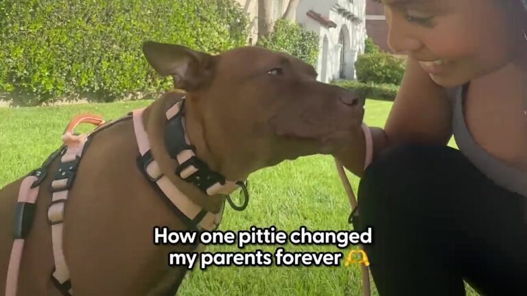 New York Family Had One Strict Rule About Fostering Dogs, But One Soulful Pup Changed Everything