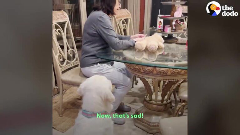 Pennsylvania Dog Was Heartbroken Over Her Torn Toy, But Grandma Knew Exactly How To Fix It