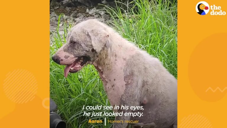 Texas Dog Found Wandering In Busy Traffic With Empty Eyes Gets The Miracle He Hoped For