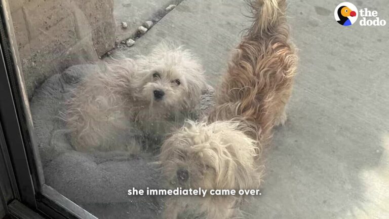 California Handyman Enters An Empty House And Finds Two Small Dogs Who Have Been Waiting Over A Week