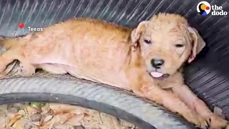 Someone Called Out To A Lonely Texas Puppy On An Empty Road, And She Looked Around Confused