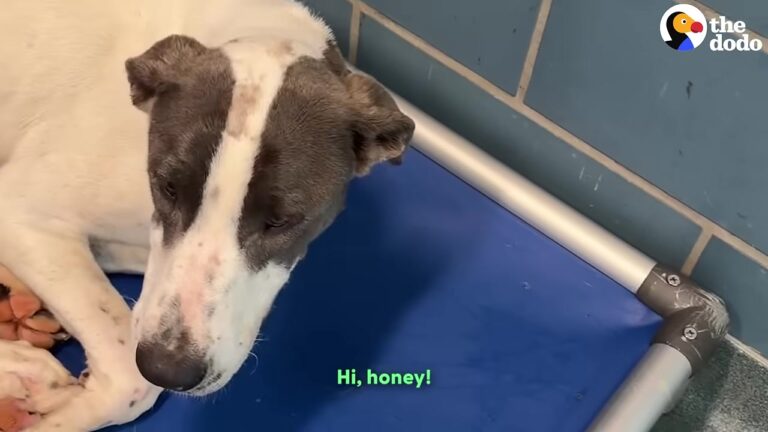 Texas Woman Adopted A Struggling Dog Without Meeting Her, Then Faced A Problem No Treat Could Fix