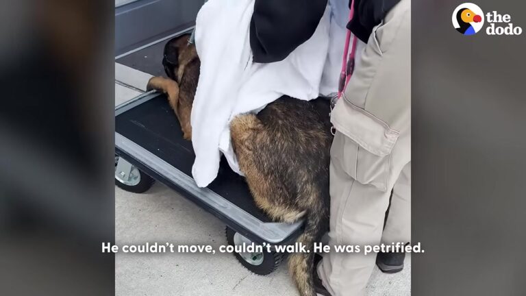 New York Shepherd Was Frozen With Fear Until He Recognized Someone From His Past