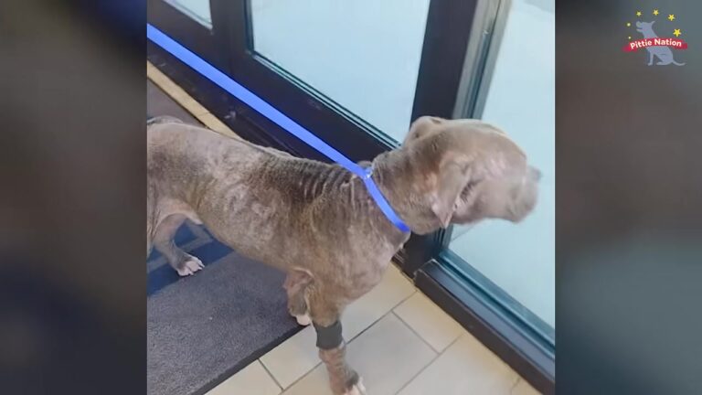Oregon Rescuers Found A Dog Barely Hanging On After His Family Made A Dangerous Medication Mistake