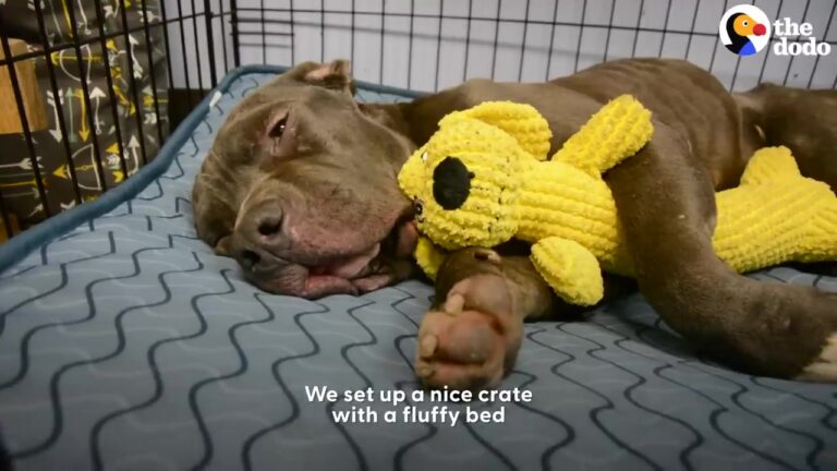 Texas Puppy Arrived Frail And Injured, But His Rescuers Soon Saw His Sweet Personality