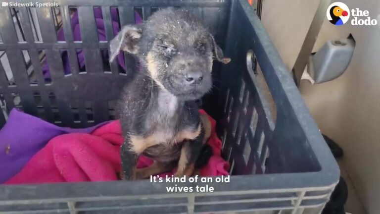 Motor Oil Covered This California Dog From Head To Paw But He Never Lost His Trust
