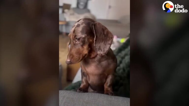 California Dog With A Sassy Daily Routine Shows Her Mom Exactly Who Is Boss
