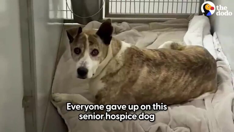 Texas Dog Confiscated By Police Looked Completely Broken Until A Simple Backyard Moment Changed Everything