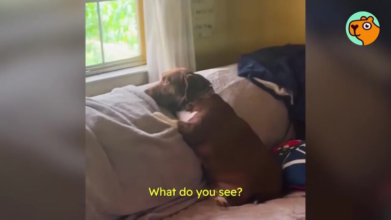 Texas Rescue Dog Sits Like A Human At The Window Every Day, And There’s A Special Reason Why