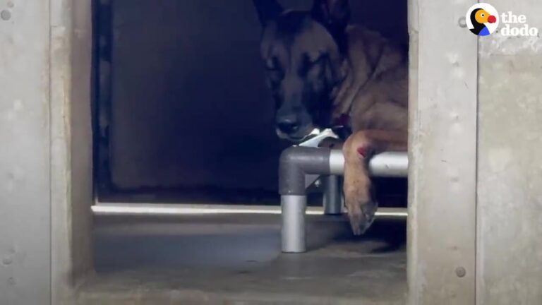 Sorrowful California Shelter Dog Kept Resting Her Paws Against The Kennel Door Until A Volunteer Tried Something Unusual