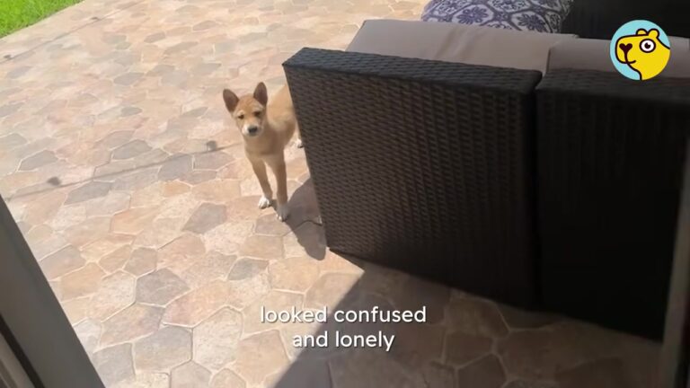 Texas Couple Spotted What Looked Like A Baby Coyote, But Something About Him Seemed Wrong