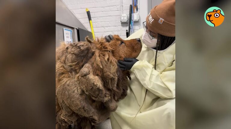 Illinois Rescue Team Shaves A Severely Neglected Stray Dog, But Nothing Prepares Them For The Weight Of Her Fur