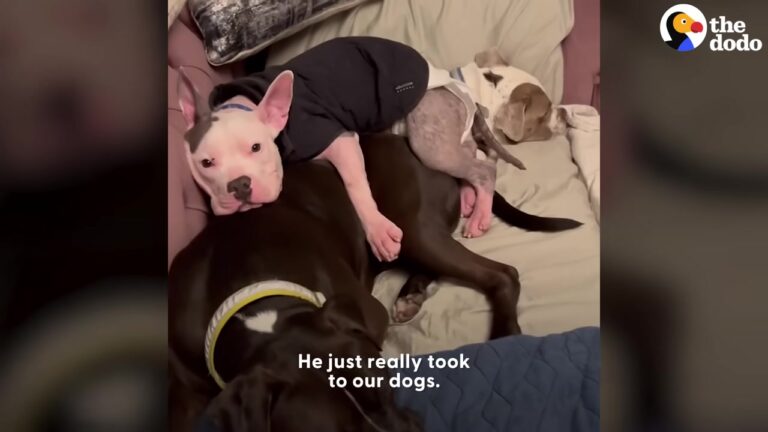 California Rescue Dog Had No Idea How To Be A Dog Until Vader Showed Him The Way
