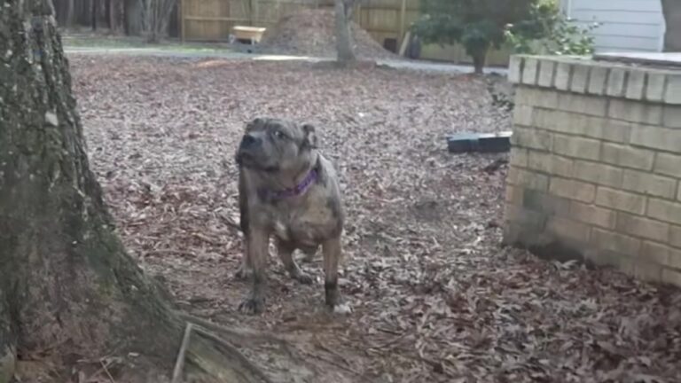 Terrified Texas Mama Dog Gives Birth To Ten Puppies, But Her Own Journey Is Just Beginning