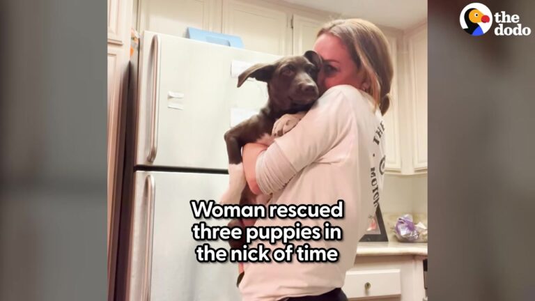 California Woman Was Broken After A 10-Year Breakup, But Three Terrified Puppies Changed Everything
