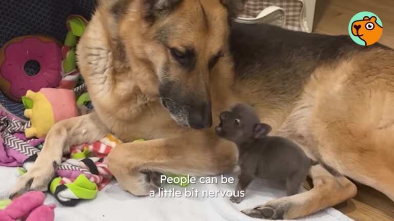 New York Woman Notices Her German Shepherd Always Rushes Over When She Holds A Foster Puppy, Then Sees Why