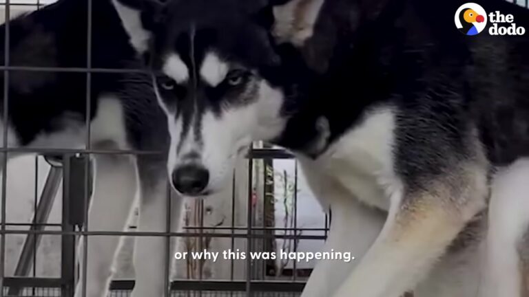California Shelter Staff Watched A Terrified Husky Shut Down And Knew She Needed Help Fast